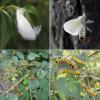 Lymantriinae inconnu
